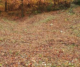 Holzbär Keller Brennholz Bild 1