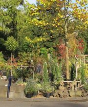 Grasland Gärtnerei, Bergheim, Garten