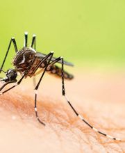 OPC Pest Services image 14