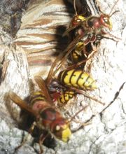 Stop Guêpes & Frelons image 8