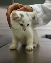 Borash Veterinary Clinic image 16