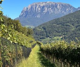 Siteofwine immagine 1