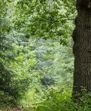 FriedWald Bremer Schweiz Bild 16