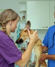 Kleintier- und Pferdepraxis im Dorf AG Bild 3