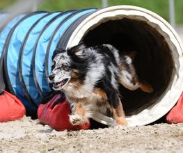 Tierklinik Rhenus AG Bild 14