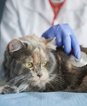 Kat Dierenkliniek-Balkbrug-Nieuwleusen