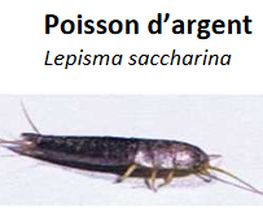 Desinfestation.ch Sàrl Bild 6
