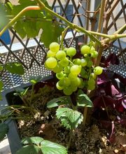 Au détour d'un jardin image 4