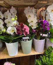 Ophélie Fleurs image 12