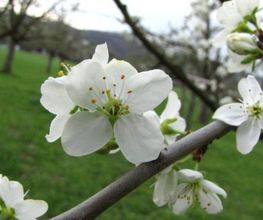 Hatt Gartenbau Bild 10