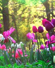 Verde Gartenbau Meisterbetrieb Bild 2