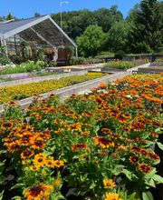 Blumengärtnerei G. Gerber AG Bild 9