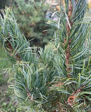 L'institut Laurie-Line Rozier image 1