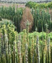 Fantastic Gardens imagen 17