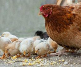 Gallina-4.jpg