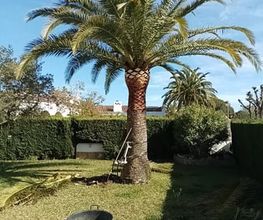 poda-palmera-cambrils.jpg