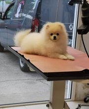 Mon Chien C'est Quelqu'un image 5