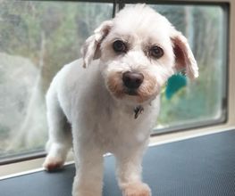 Au Bain Canin image 5