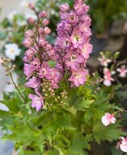 L ILE FLEURIE image 1