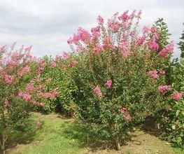 Pépinières Lafitte image 12