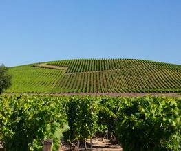 VIGNOBLES DAVID image 1
