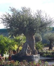 Olipalm pépiniére image 10