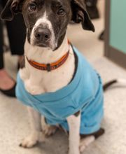 AcutePet Urgent Care image 5