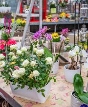 Fleurs Stempfler image 19