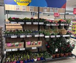 Lidl Bild 4