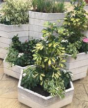 INDIGO JARDINES imagen 10