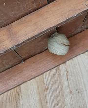 Breizh Nuisibles Services image 2