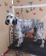 AU TOUTOU MARANS image 18