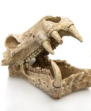 la ferme aux coleos image 7