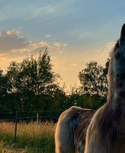 Wedemark Lamas Bild 1