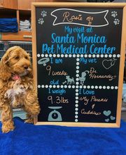 Santa Monica Pet Medical Center image 19