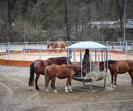 Reitsportzentrum St. Josefen AG Bild 12