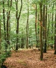 FriedWald Weilrod Bild 1