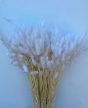 NATURA - FIORI SECCHI PAPA immagine 5