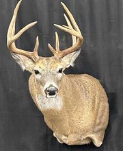 Arrowed 1 Taxidermy image 17