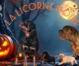 La Licorne Noire image 2