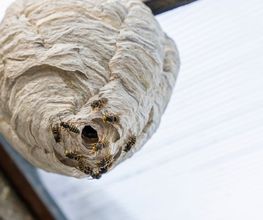Köring Schädlingsbekämpfung Bild 6