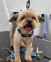 A FLAIR ALLURE image 14