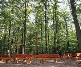 FriedWald Meroder Wald Bild 6