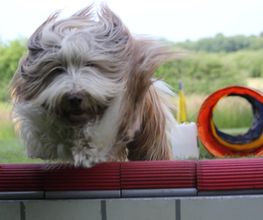 RolfsRudel Hundeschule / Rolf Matar Bild 11