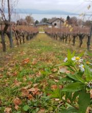 La Vaudoise des Quatre Vents Bild 8