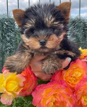 La Pouponnerie image 11