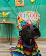 Fido Fido Dog Daycare & Boarding image 1
