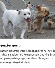 Sundogs Hundeschule Bild 2