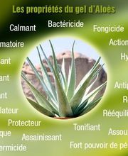 Boutouchent Abdelaziz Alexandre image 9