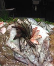 Armor Pesked image 10